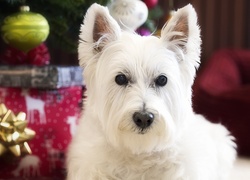 West highland white terrier przy świątecznych ozdobach