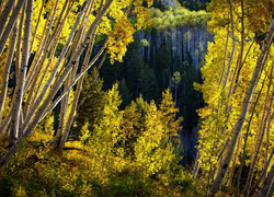 White River National Forest w Kolorado