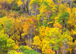 Widok na brzozowy las jesienią