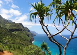 Góry, Palmy, Zatoka, Wailua Bay, Morze, Wyspa Kauai, Hawaje
