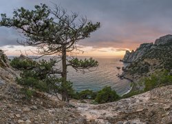 Widok na sosnę i wybrzeże Krymu