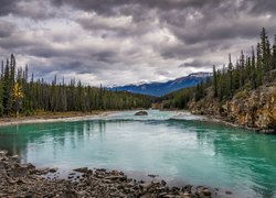 Rzeka Athabaskana, Góry, Skały, Świerki, Kamienie, Park Narodowy Jasper, Alberta, Kanada