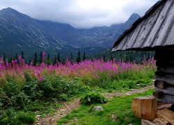 Widok z chaty na kwitnącą łąkę u podnóża zamglonych gór