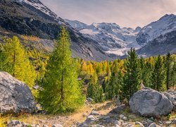 Góry, Alpy, Kamienie, Drzewa, Lodowiec, Morteratsch Glacier, Szwajcaria