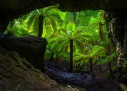 Widok z jaskini Trowutta Arch na las palmowy