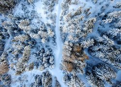 Widok z lotu ptaka na zaśnieżony las