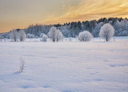 Widok z zasypanej śniegiem polany na zimowy las