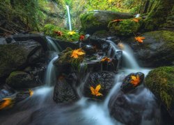 Stany Zjednoczone, Stan Oregon, Rezerwat przyrody Columbia River Gorge, Wodospad Dry Creek Falls, Strumień, Jesień, Liście, Las, Kamienie, Mech, Roślinność