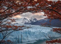 Widok zza czerwonych liści na lodowiec Perito Moreno w Patagonii