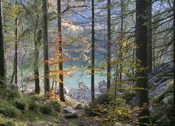 Widok zza drzew na jezioro Hintersee w Bawarii