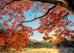 Jesień, Staw, Sagiike, Drzewo, Klon, Czerwone, Liście, Gałęzie, Most, Altana, Pawilon Ukimido, Zachód słońca, Nara Park, Nara, Japonia