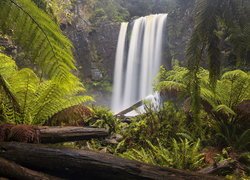 Wodospad, Hopetoun Falls, Paprocie, Kłody, Skała, Park Narodowy Great Otway, Stan Wiktoria, Australia