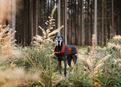 Wiekowy dog niemiecki na spacerze w lesie