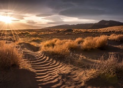 Stany Zjednoczone, Stan Nevada, Great Salt Lake Desert, Wielka Pustynia Słona, Wschód, Promienie słońca, Trawa