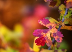 Wielobarwny jesienny liść