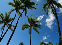 Wierzchołki palm na tle błękitnego nieba