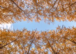Drzewa, Topole osikowe, Niebo, Jesień