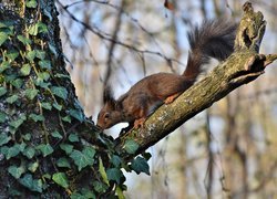 Wiewiórka na drzewie oplecionym bluszczem