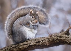 Wiewiórka szara na gałęzi