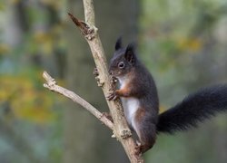 Wiewiórka z czarnym ogonem na gałęzi