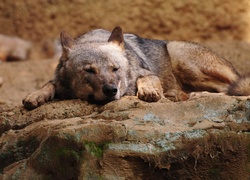 Wilk zasnął na skale