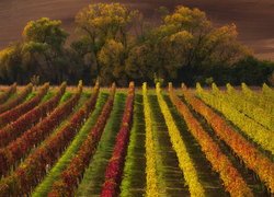 Winnica jesienią w Morawach Południowych
