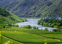 Winnice w dolinie Mozeli w Niemczech