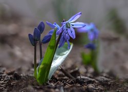 Kwiatek, Niebieski, Cebulica