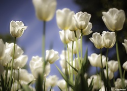Wiosenne białe tulipany