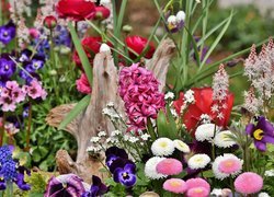 Wiosenne, Kwiaty, Hiacynt, Stokrotki