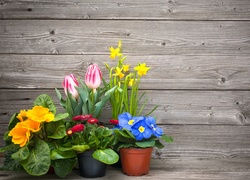 Wiosenne tulipany, żonkile, prymulki i stokrotki w doniczkach