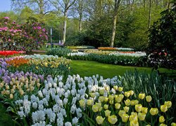 Wiosna, Park, Ogród, Kwiaty, Tulipany, Hiacynty, Drzewa, Krzewy, Keukenhof, Holandia
