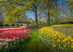 Wiosna, Ogród, Park, Kwiaty, Tulipany, Rzeka, Most, Drzewa, Keukenhof, Holandia