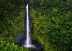 Wodospad, Akaka Falls, Las, Roślinność, Paprocie, Hawaje, Stany Zjednoczone