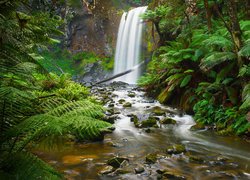 Wodospad, Hopetoun Falls, Park Narodowy Great Otway, Skały, Rzeka, Rośliny, Paprocie, Stan Wiktoria, Australia