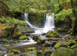 Wodospad, Horseshoe Falls, Skała, Omszałe, Kamienie, Paprocie, Las, Rzeka, Park Narodowy Mount Field, Stan Tasmania, Australia