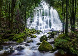 Las, Drzewa, Skały, Wodospad, Nelson Falls, Kamienie, Mech, Potok, Tasmania, Australia