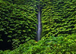 Wodospad, Leke Leke Waterfall, Drzewa, Liście, Rośliny, Bali, Indonezja