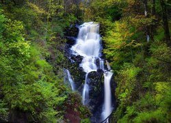 Wodospad, Little Fawn Waterfall, Las, Zarośla, Skały, Park Narodowy Loch Lomond i Trossachs, Szkocja