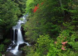 Las, Drzewa, Wodospad Ryuzu Falls, Kaskady, Wyspa Honsiu, Park Narodowy Nikko, Japonia