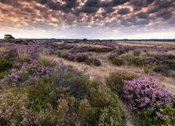 Wrzosy w Parku Narodowym De Zoom – Kalmthoutse Heide w Belgii