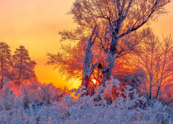 Zima, Wschód słońca, Drzewa, Oszronione, Krzewy
