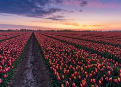 Wschód słońca nad plantacją tulipanów