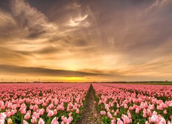 Wschód słońca nad polem tulipanów