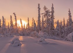 Wschód słońca nad zasypanymi śniegiem drzewami