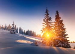 Zima, Wschód słońca, Drzewka, Przebijające Światło