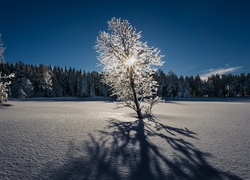 Wschodzące słońce promykami wita samotne drzewo na śniegu