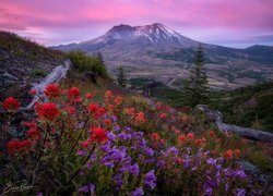 Wulkan Mount St Helens widziany ze wzgórza porośniętego kwiatami
