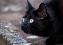 Wypatrujący czarny kot