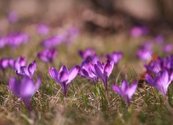 Wiosenne, Fioletowe, Krokusy, Kwiaty